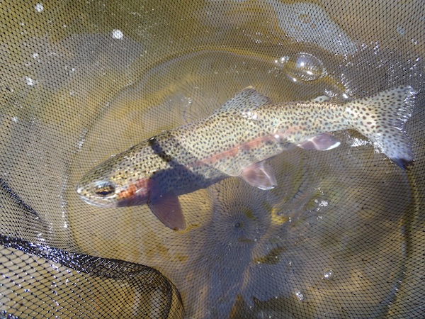 Bear Creek Rainbow Trout