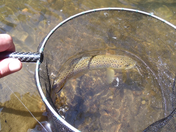 Titanium Tenkara Net 5