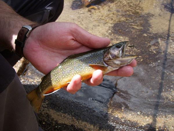 Tenkara-Mt.-Whitney-3