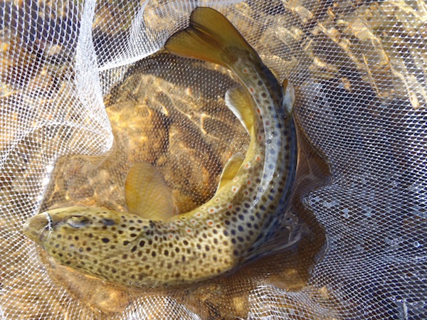 Roaring River Brown Trout