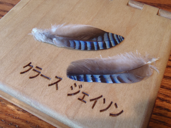 Blue Jay Feathers