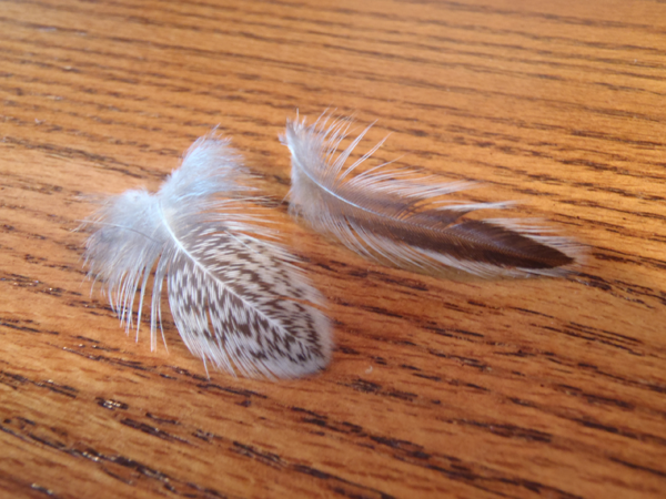 Brahma Hen Hackle