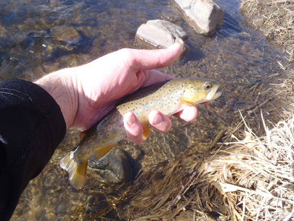 Tenkara Brown Trout