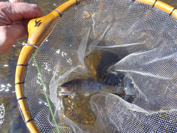 Bear Creek Brown Trout