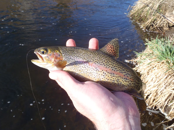 Bear Creek Rainbow on Tenkara