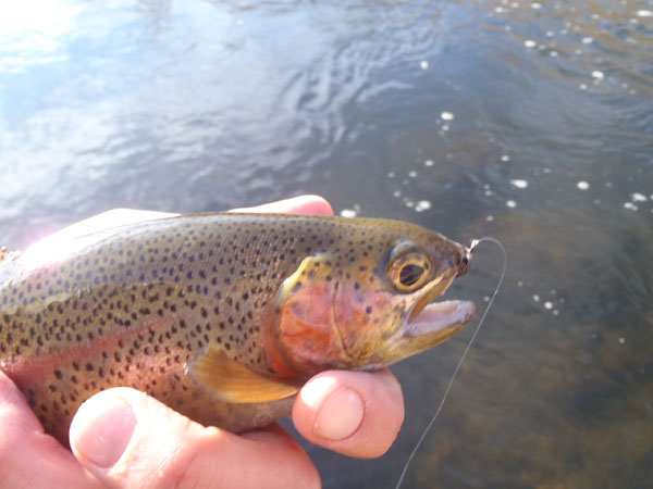 Bear Creek Rainbow on a Sakasa Kebari Bear Creek Rainbow on a Sakasa Kebari