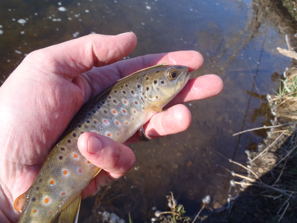 Bear Creek Brown Trout on a Utah Killer Bug