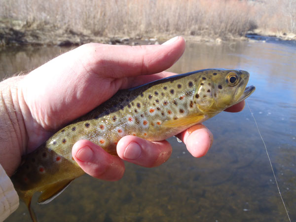 Brown Trout on a Horse Hair Sakasa Kebari