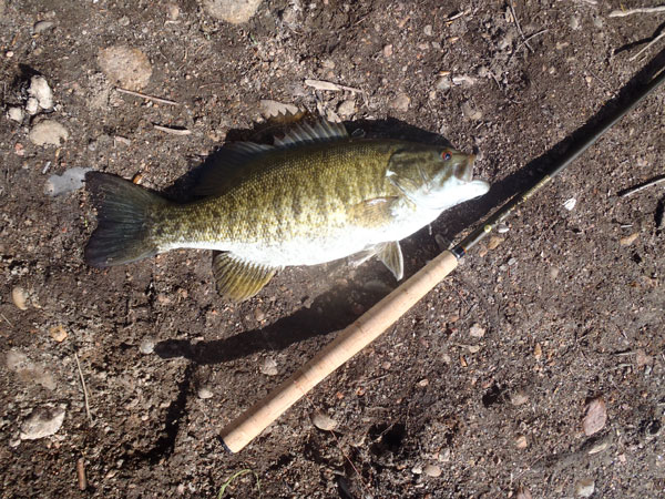 Bass on a Tenkara USA Yamame