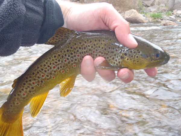 Big Thompson brown trout