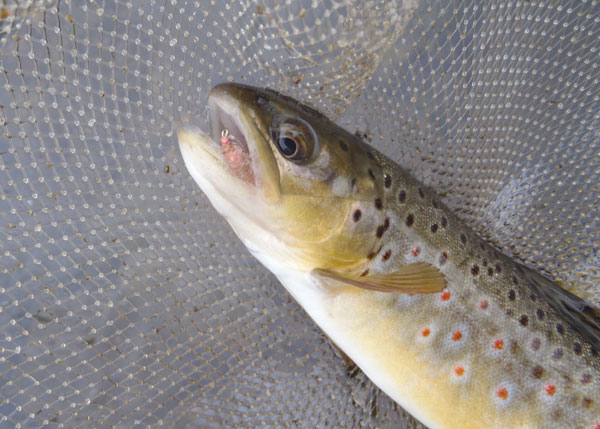 Brown trout caught on a Utah Killer Bug