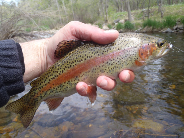 Tenkara on the Big Thompson