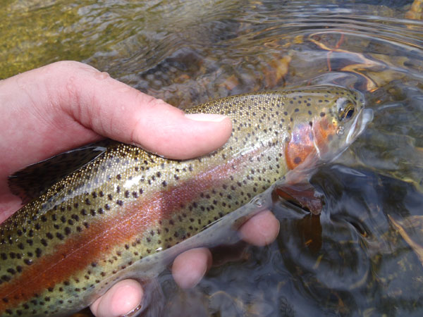 Another Big Thompson Rainbow