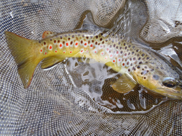 Big Thompson brown trout