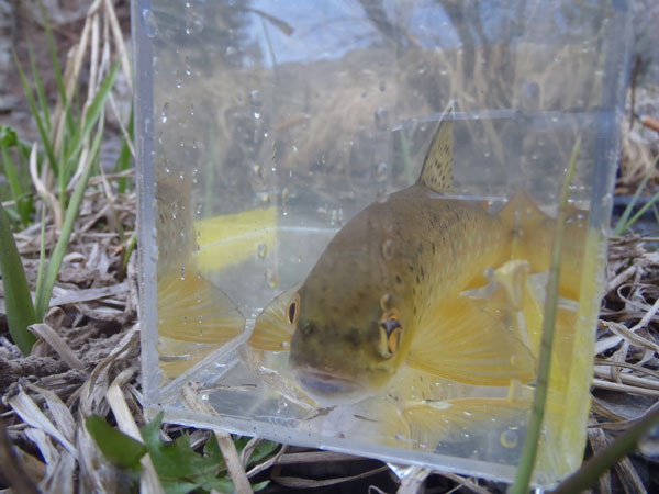 Tenkara-Release-Box-4