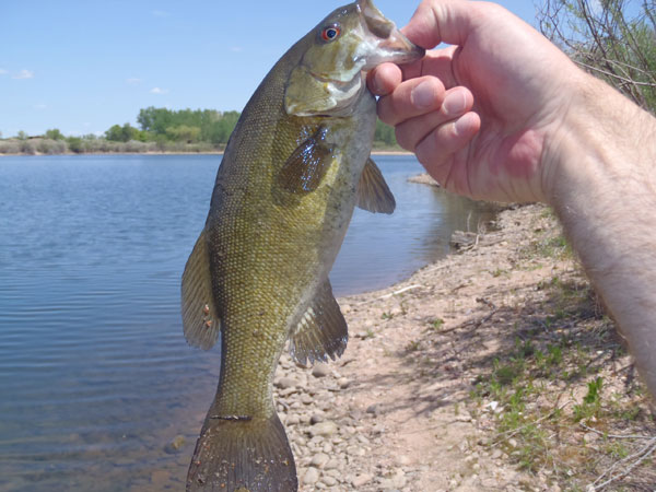 Fixed-Line Fly Fishing for Smallmouth Bass: A Marvelous Fish for the  Tenkara Rod!