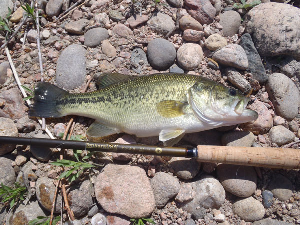 Largemouth Bass on Tenkara