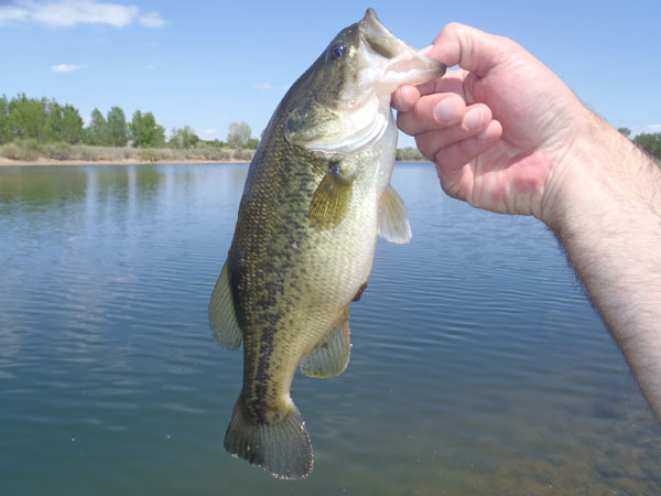 Largemouth Bass on Tenkara