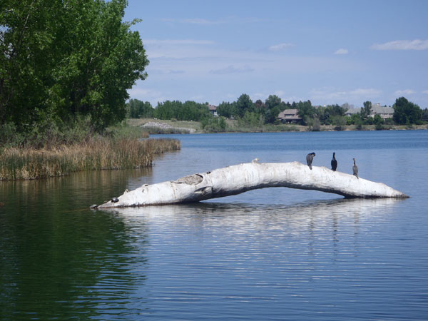 Tenkara fishing in South Platte Park