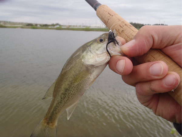 Largemouth Bass in Salisbury Park