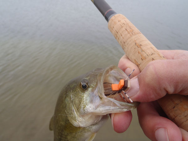 Tenkara bass on a foam hopper