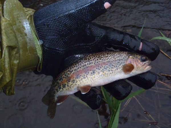 Bear Creek Rainbow Trout on a Utah Killer Bug