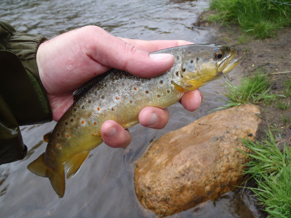 Bear Creek Brown Trout