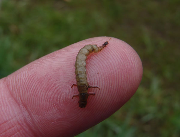 Caddis Larva 