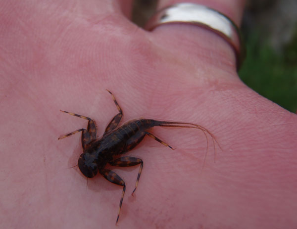 Mayfly Nymph from Bear Creek