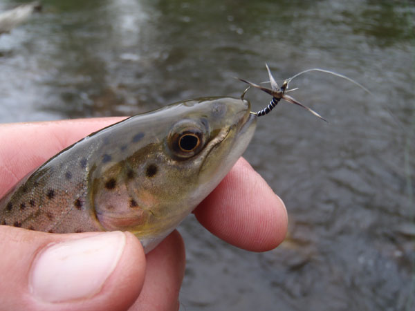 Brown on a Sakasa Kebari