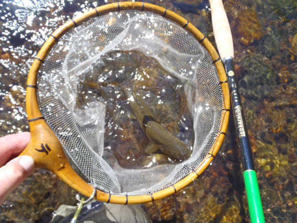 Brown Trout on Eyeless Sakasa Kebari