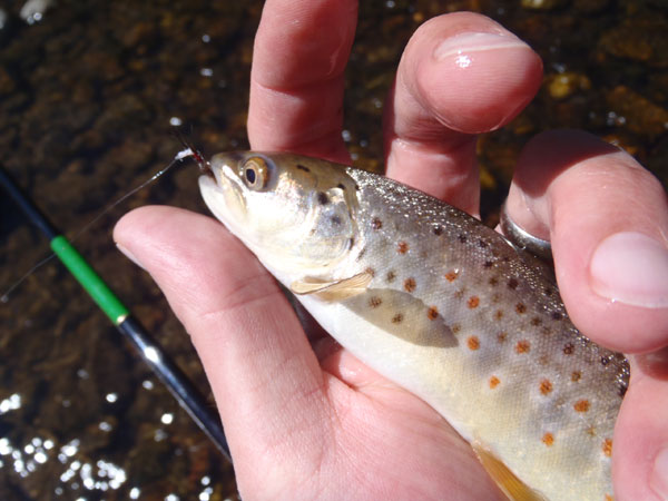 Brown trout on eyeless tenkara fly
