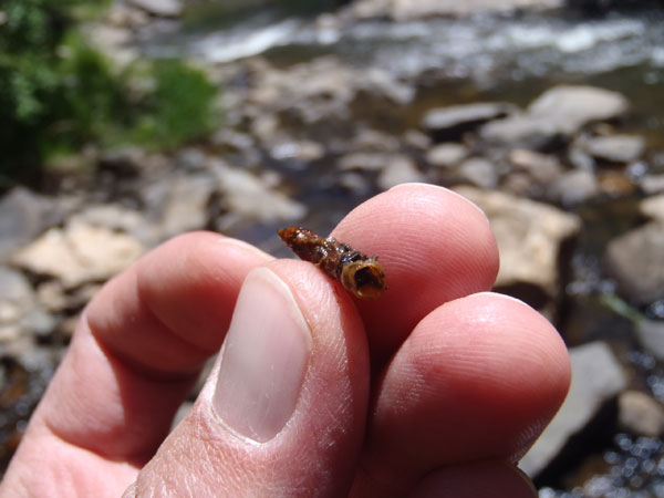 Cased Caddis