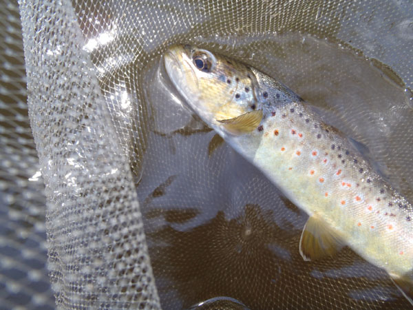 Brown Trout on a tenkara fly