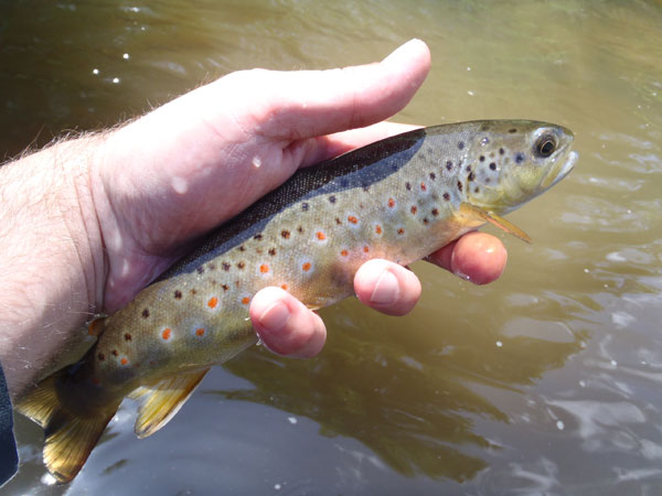 Brown Trout on Sakasa Kebari