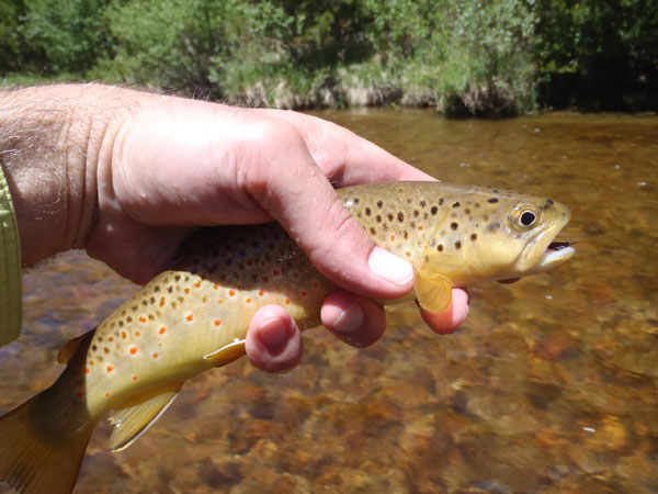 Fall River Brown Trout 3