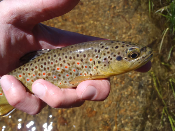 Fall River Brown Trout 2