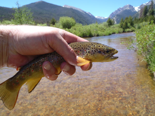 Fall River Brown Trout