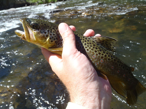 Clear Creek Brown Trout
