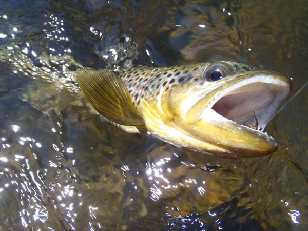 Clear Creek Brown Trout on a Sakasa Kebari