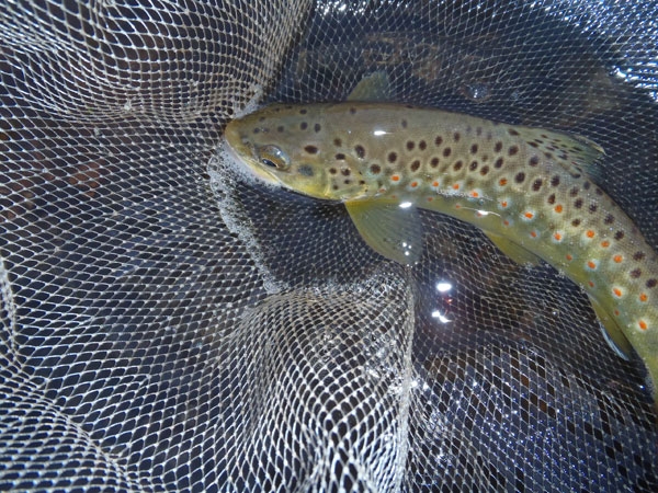 Clear Creek Brown Trout