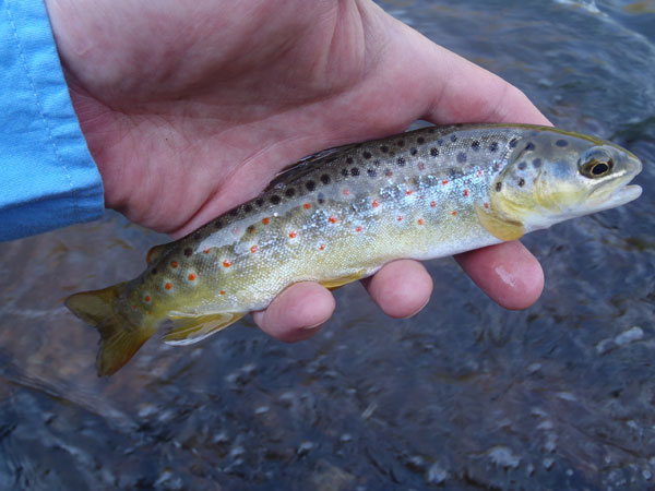 Clear Creek Brown Trout