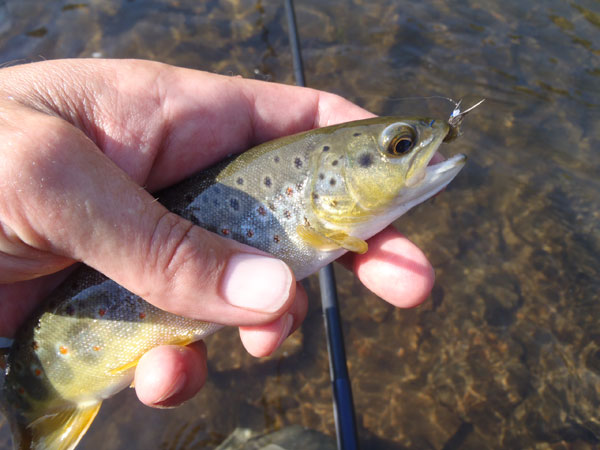 Clear Creek Brown Trout