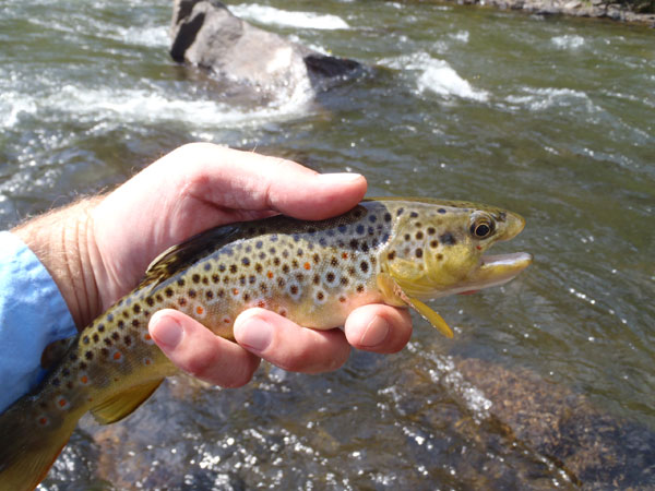 Clear Creek Brown Trout