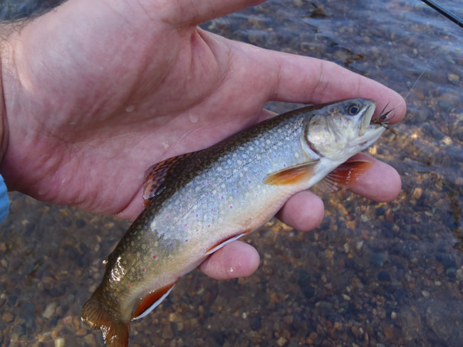 Boulder Creek Brook Trout