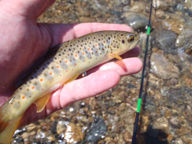Boulder Creek brown trout