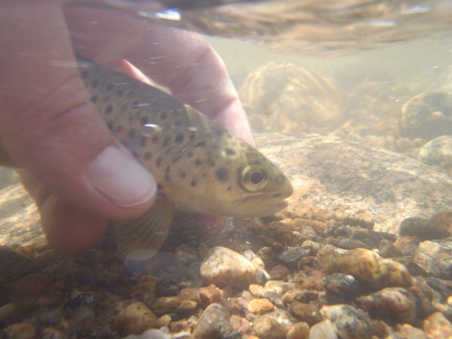 Brown trout being released underwater