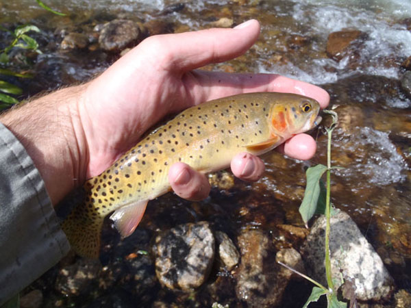 A Roaring River Cutthroat Trout