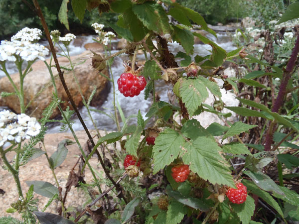 Rasberries on the stream