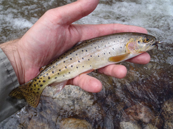 Another Roaring River cutthroat 